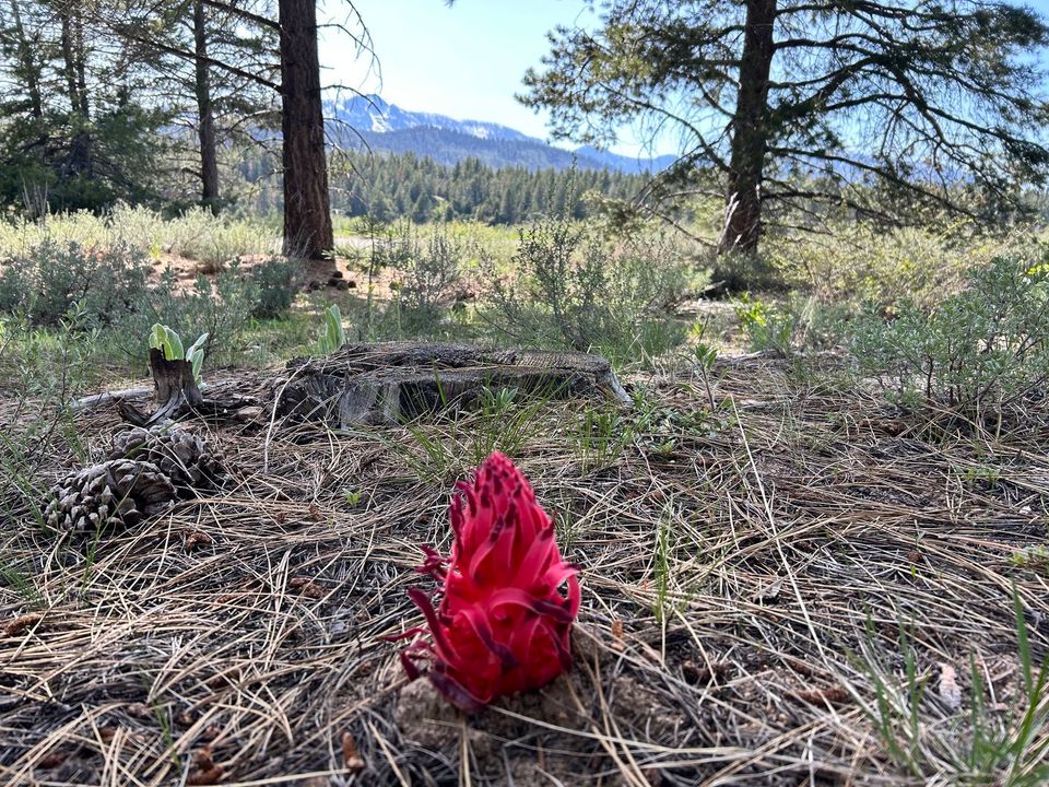 Snow flower and Mt Tallac in background 