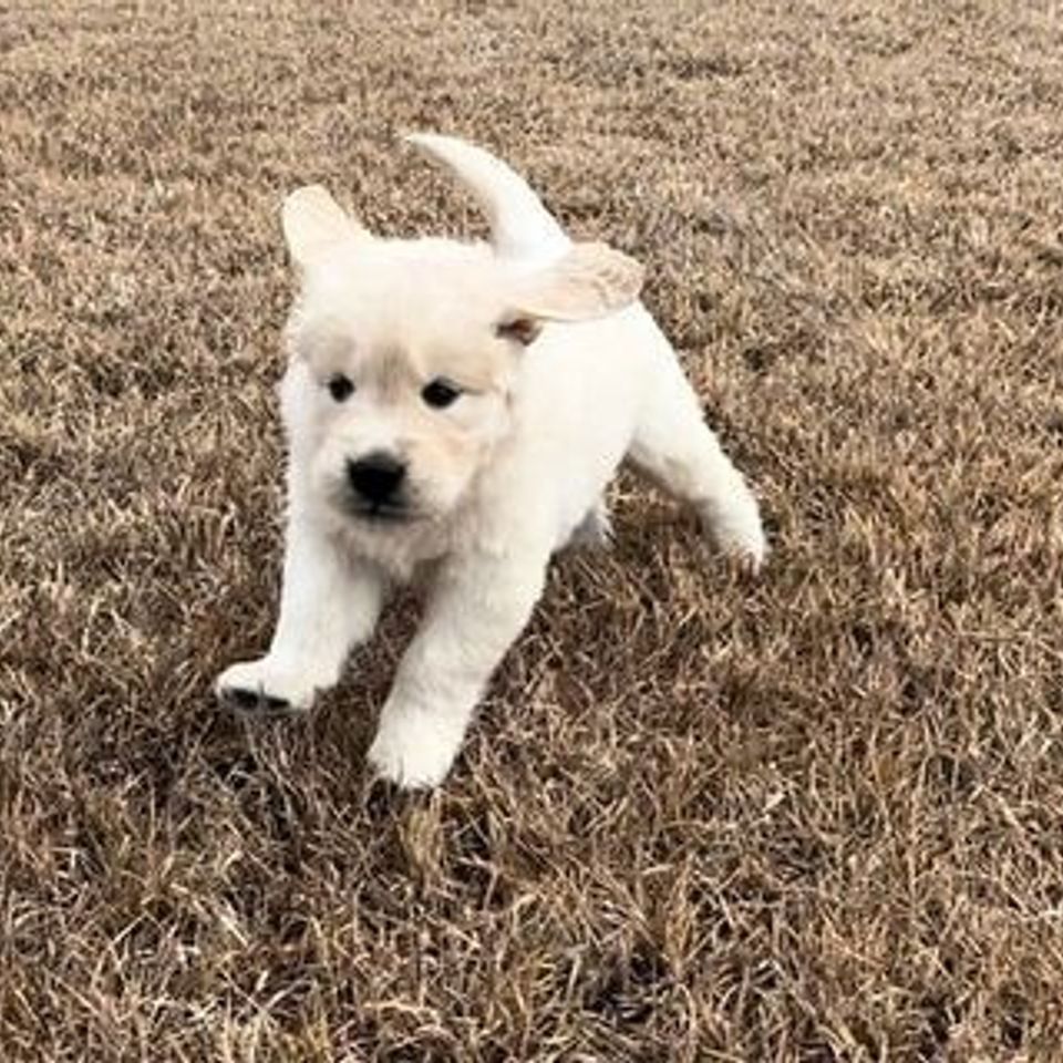 Pup11
