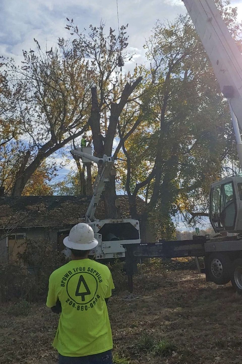 Tree uproot