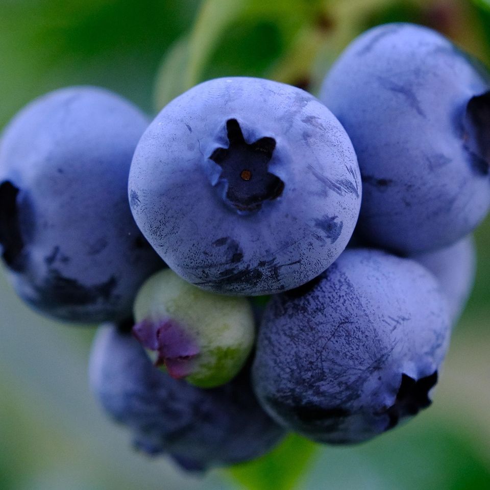 Nil foto fruit g0d955f1d0 1920