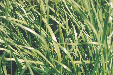 Forage grasses - Seeds available from ECS