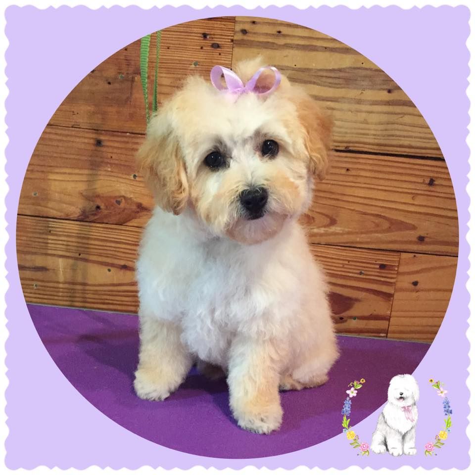 Puppy's first groom