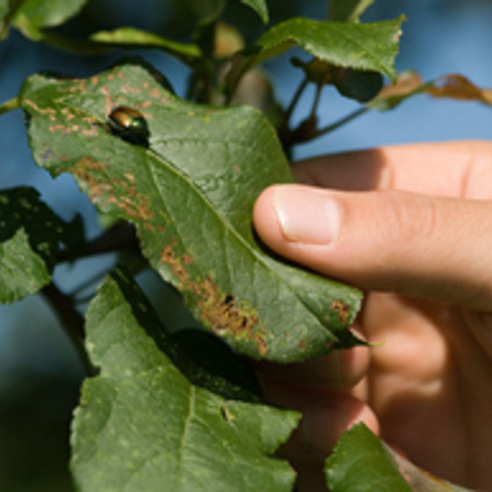 Apple pest
