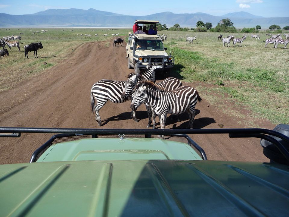 Africa africa ngorongoro zebra and jeep rd
