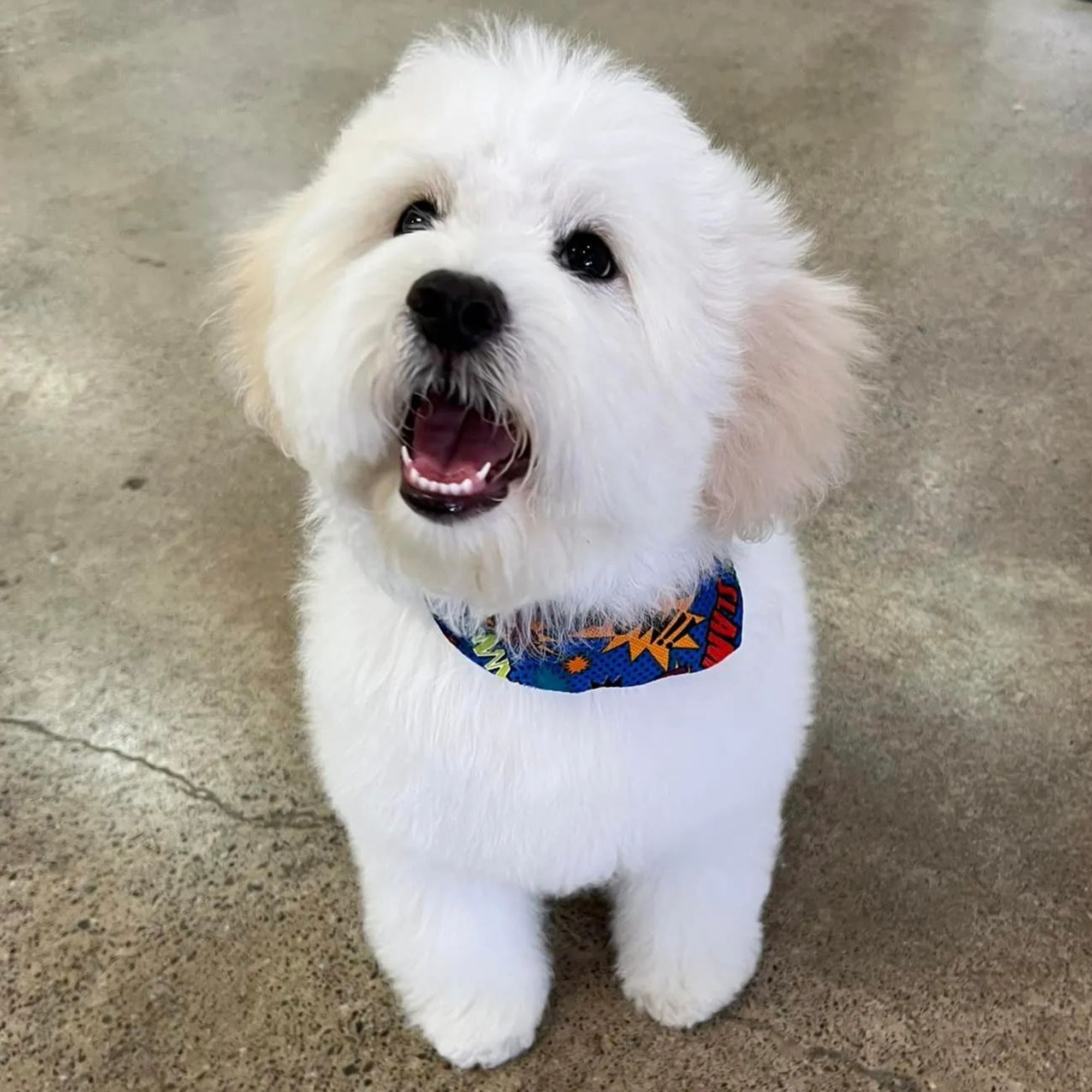 Above & Beyond Pet Grooming
