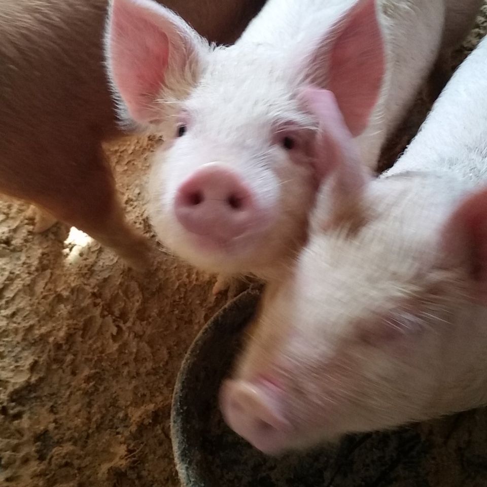 Hungry piggies