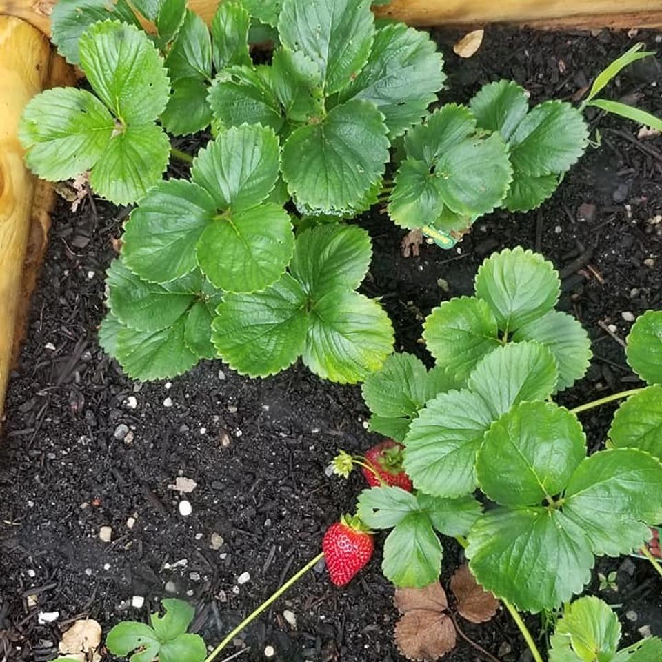 Strwberries2