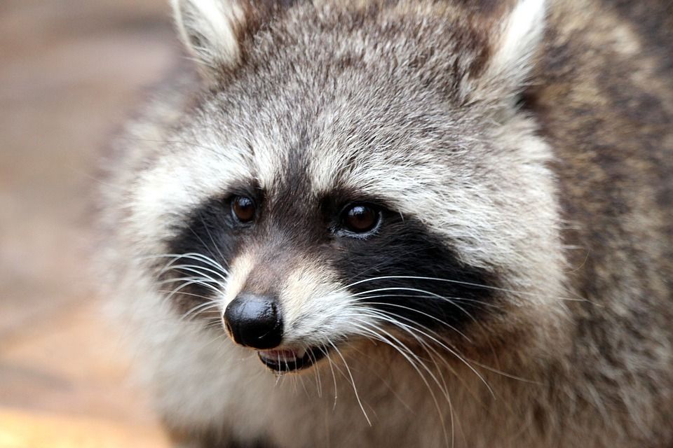 Raccoon 2906297 960 72020180118 19271 97i3q7