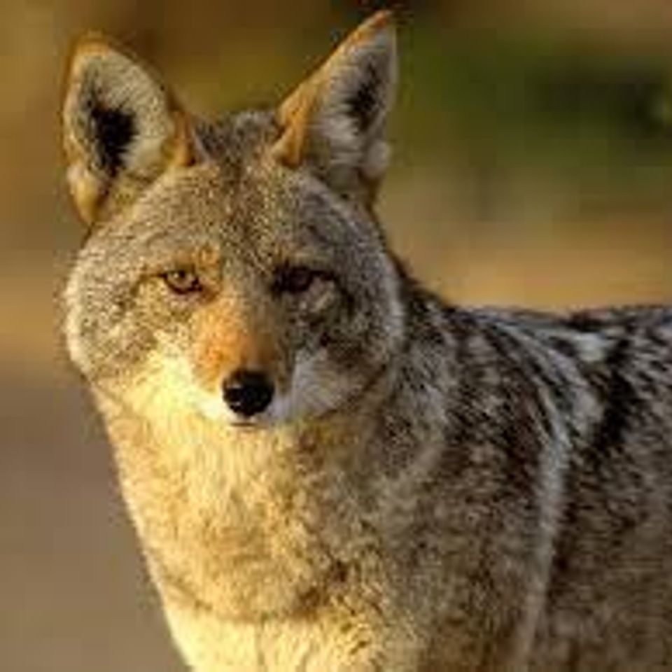 Coyote20170210 18008 oddmeh