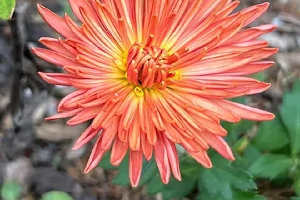 1761269484513blob original