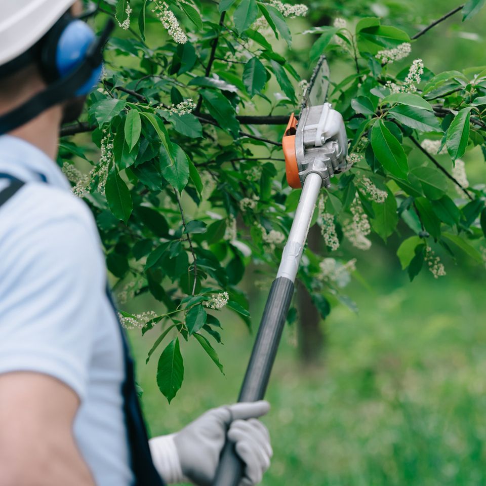 Tree Trimming