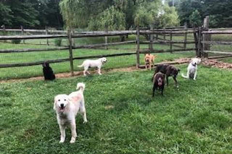 White dogs and brown dogs