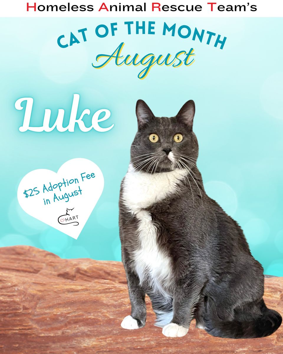 Copy of august cat of the month garfield zeb (instagram post (45)) (1)