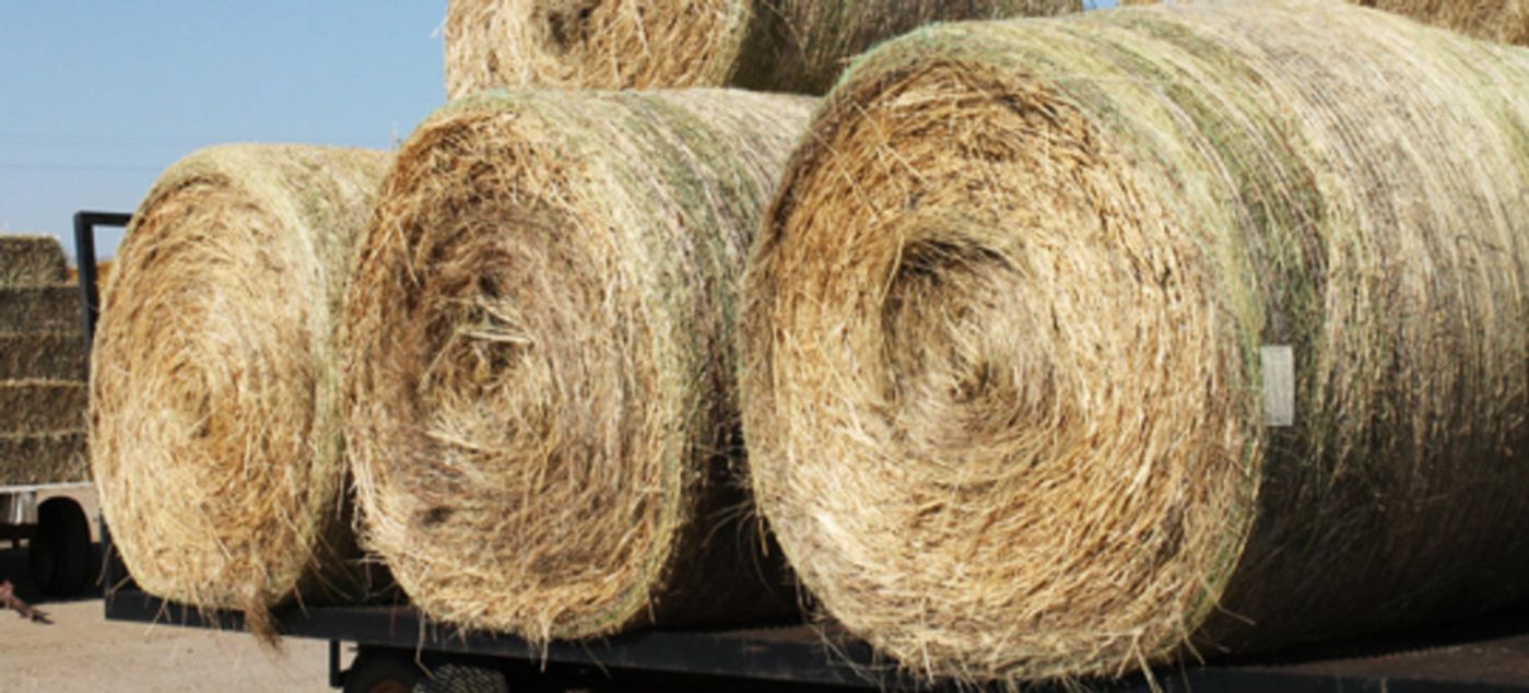 Pipestone Livestock Auction Market Pipestone, Minnesota Complete