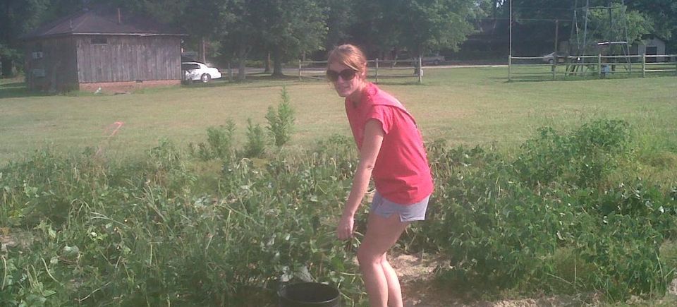 Picking peas1