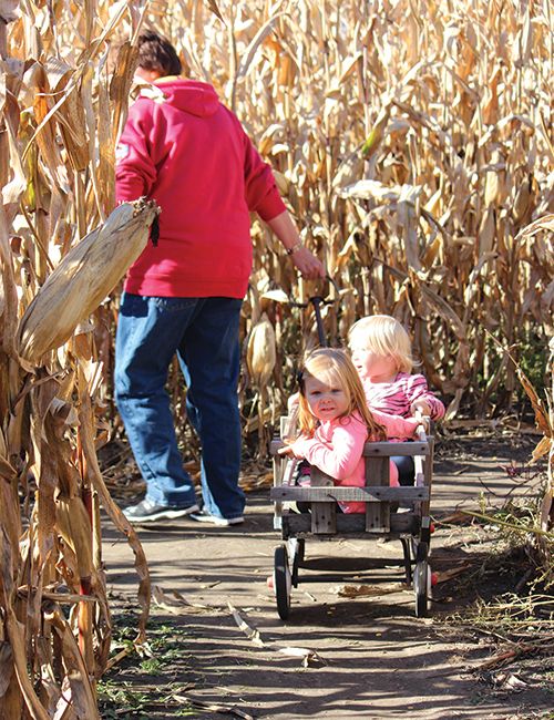 Cornmaze (pumpkinville)
