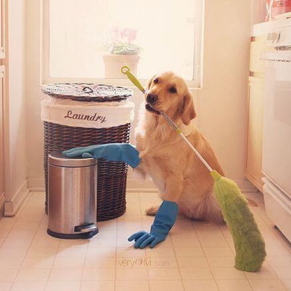 Pet cleaning tips