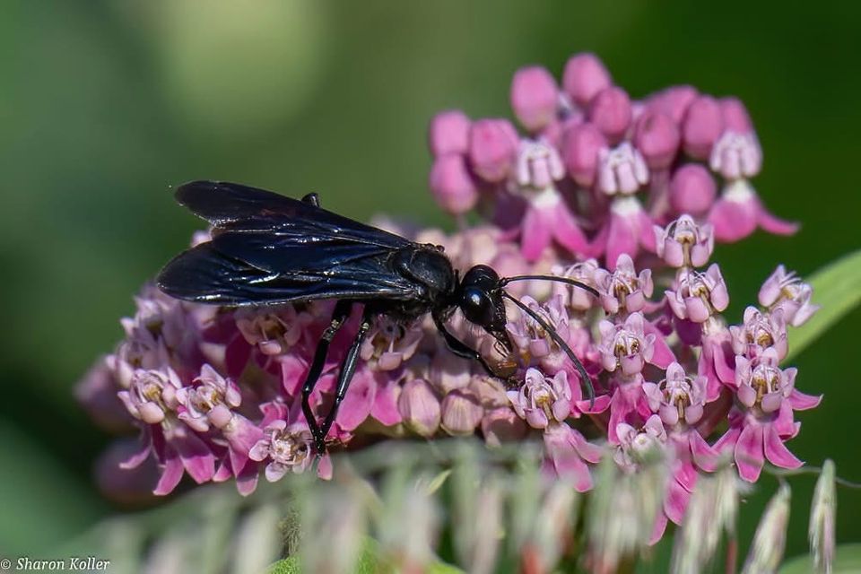 Hornet