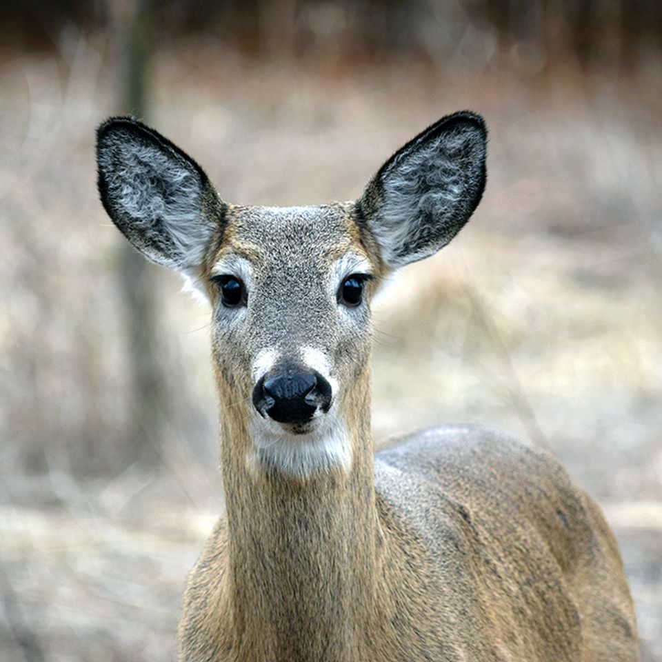 Deer in field partial copy