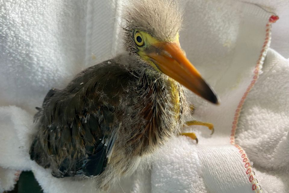 479554117 965817825693776 7367509158080662419 n