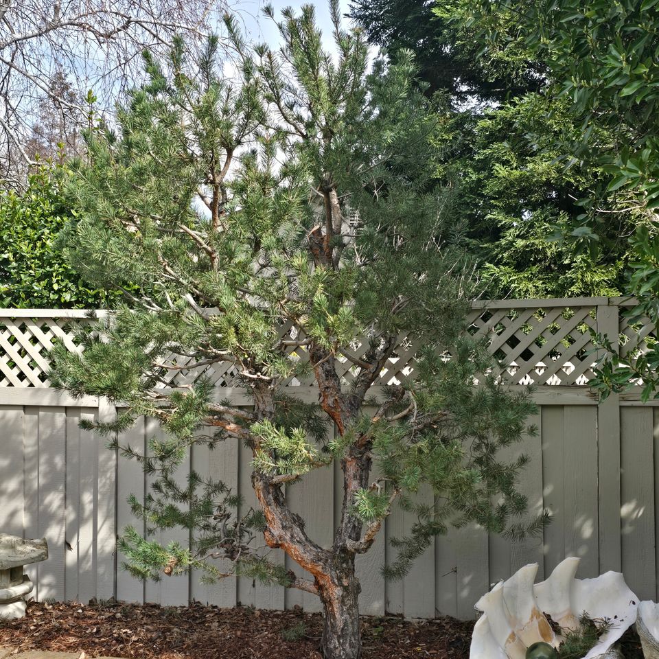 Pine tree trimming lincoln