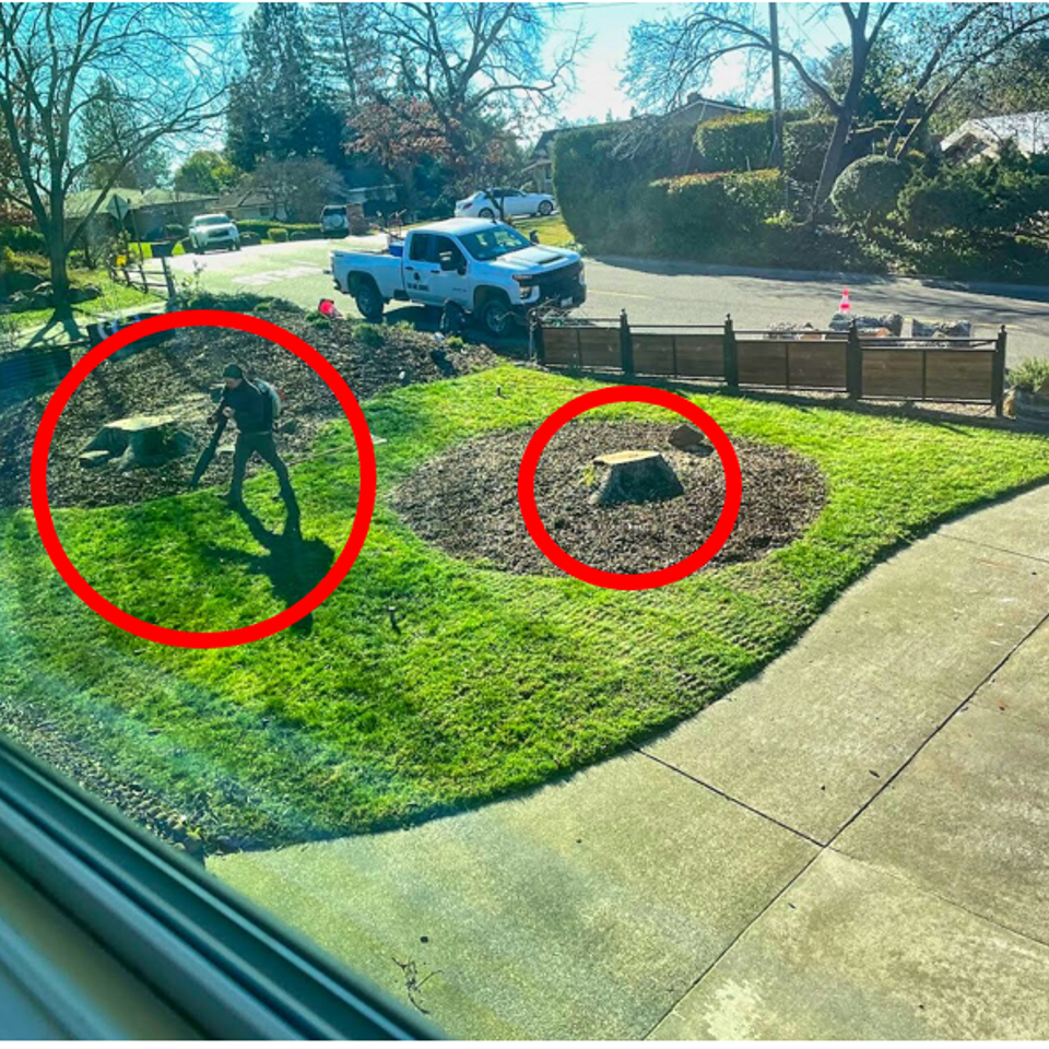 Tree stumps marked for removal as Fair Oaks Arborist works in a neighborhood yard
