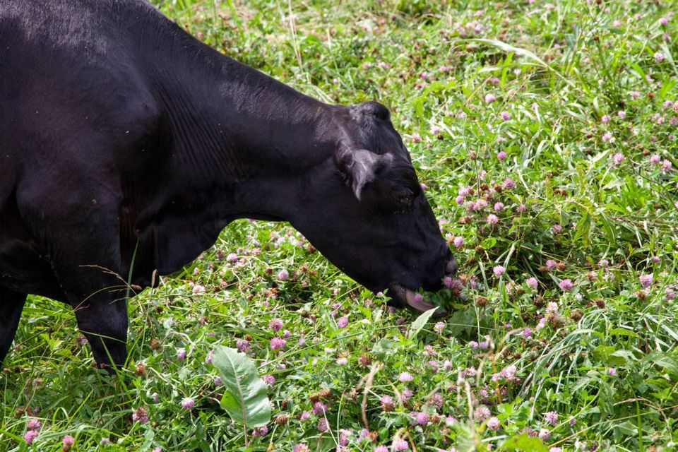 Cow grazing cover crop