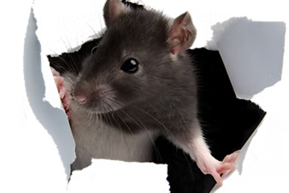 Rodents1