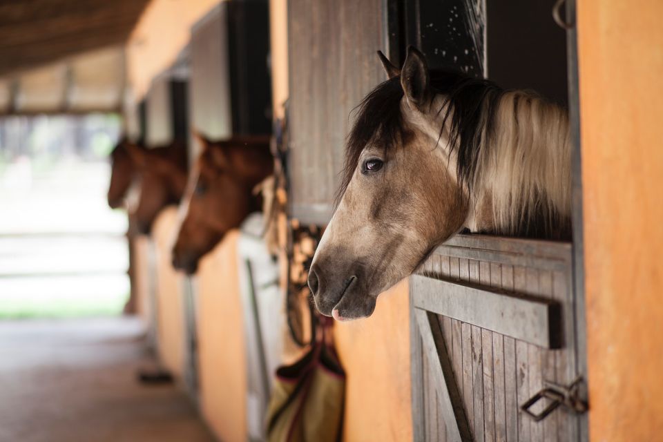 horse riding club boarding