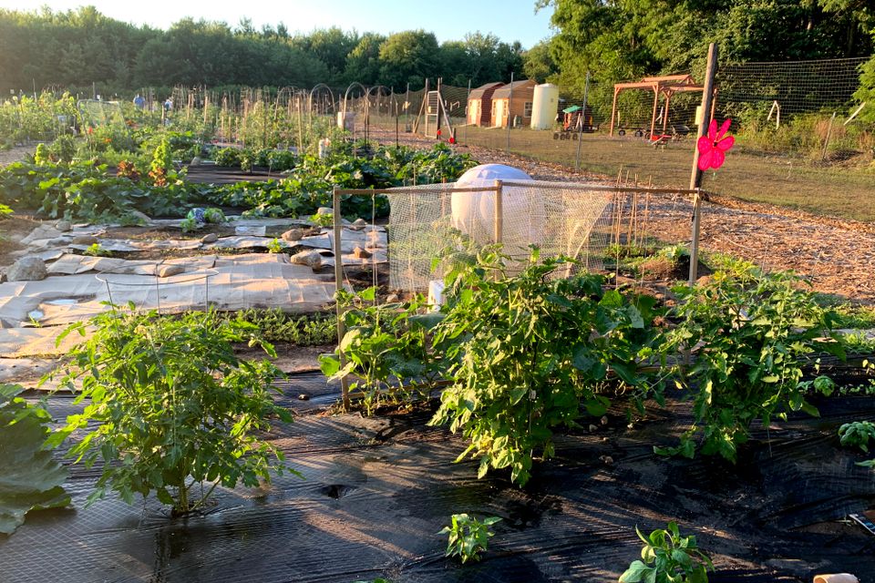 Community gardeners