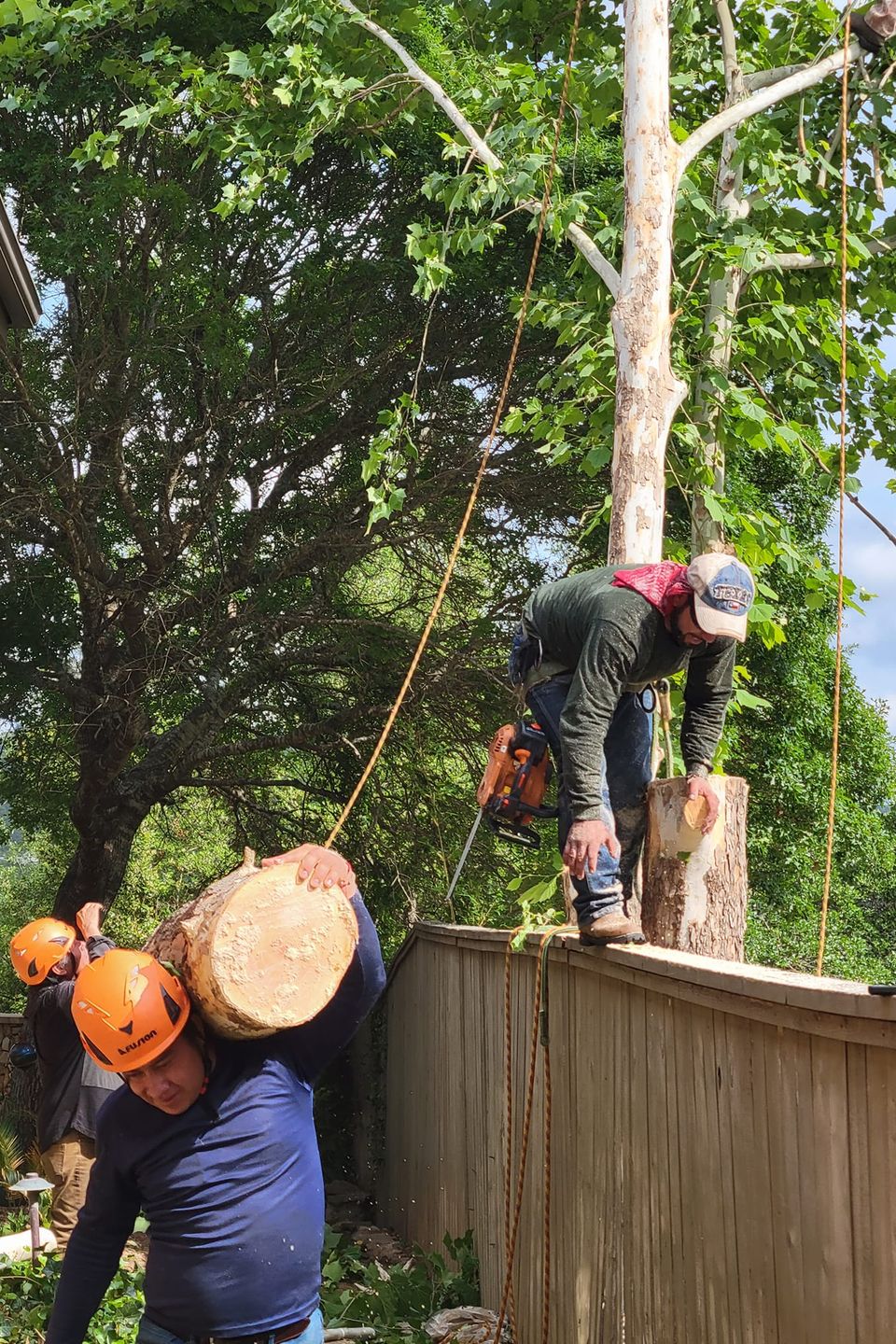 Tree removal service in Horseshoe Bay TX – Highland Lakes Tree Service safely removing large tree
