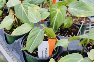 Gloriosumphilodendron