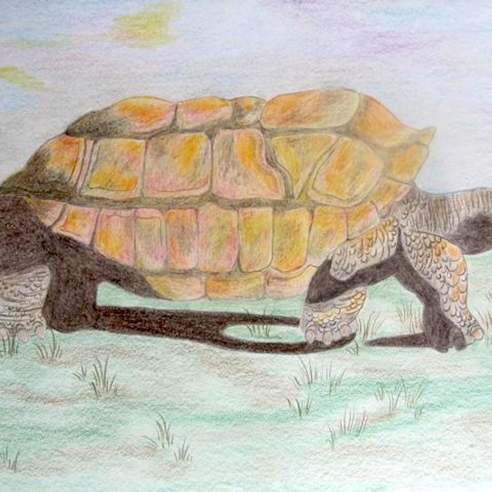 Tortoise 2