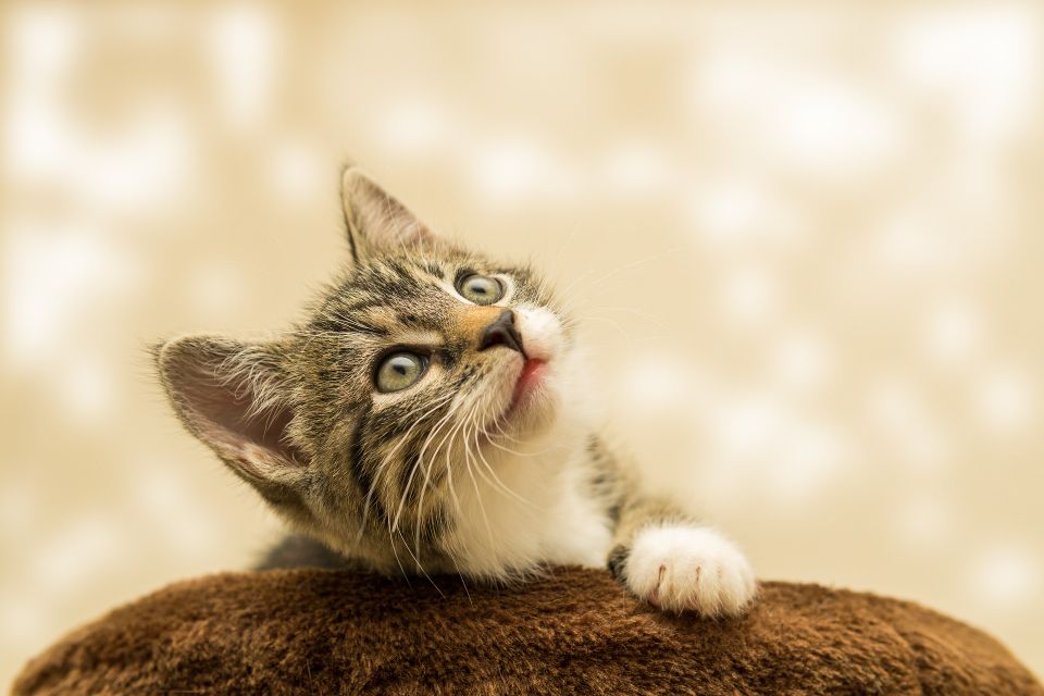 Kitten g4c8a165ed 1920