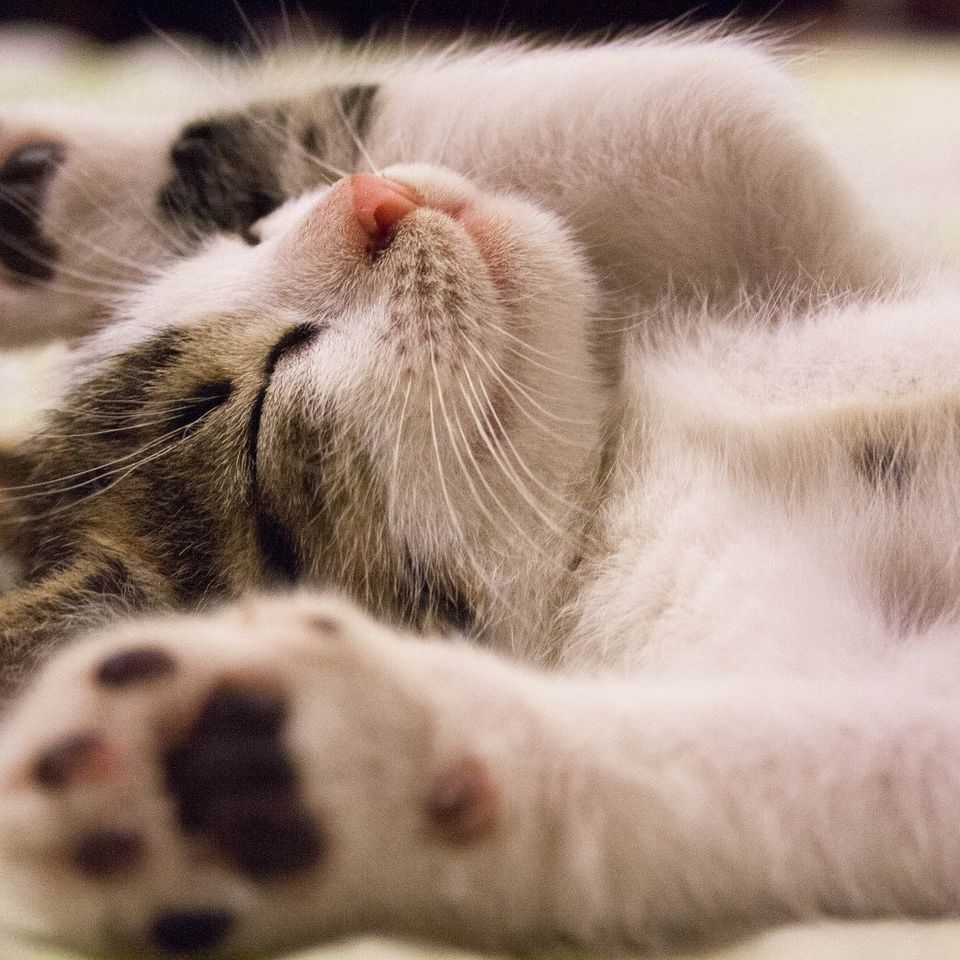 Kitten 54e2dd4b4e 1920