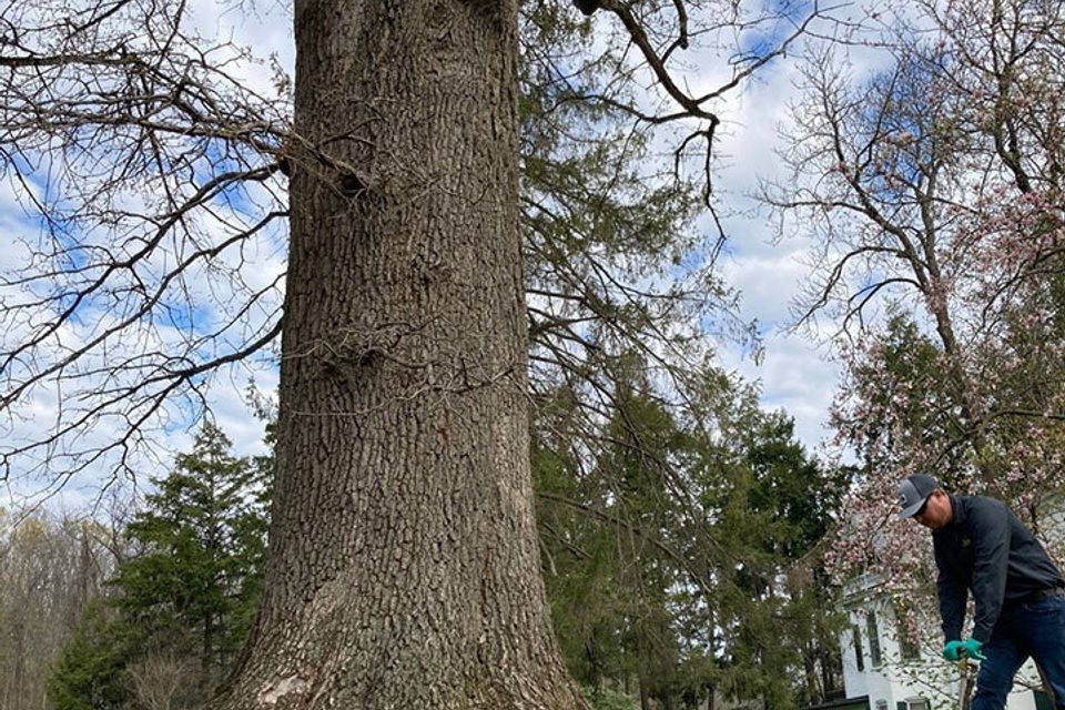 Spring feeding or fertilization of a historic oak 2