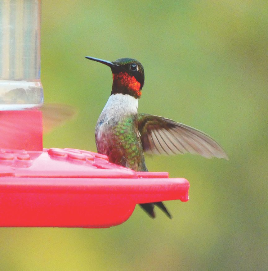 Hummingbird4
