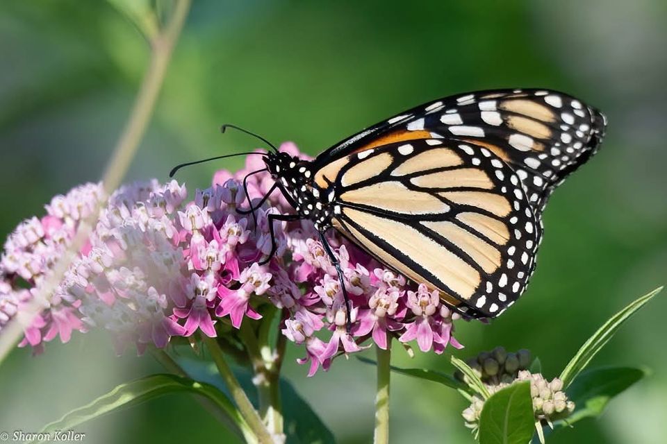 Monarch