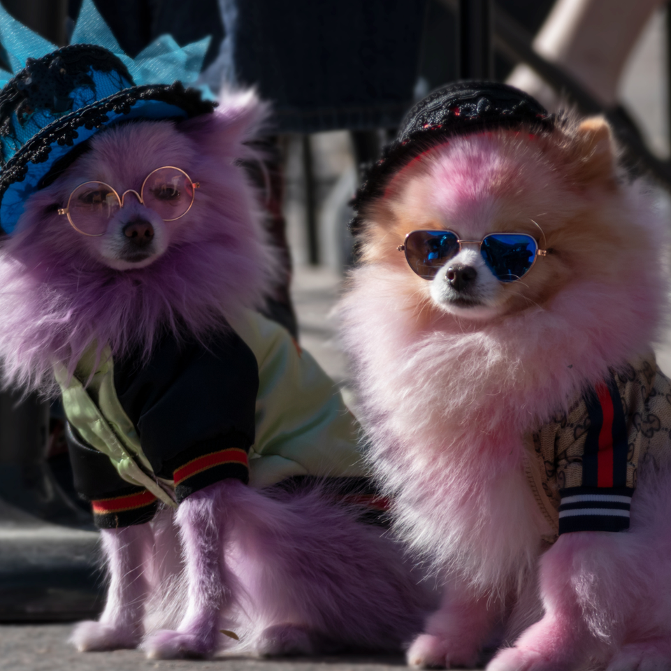 Pet parade