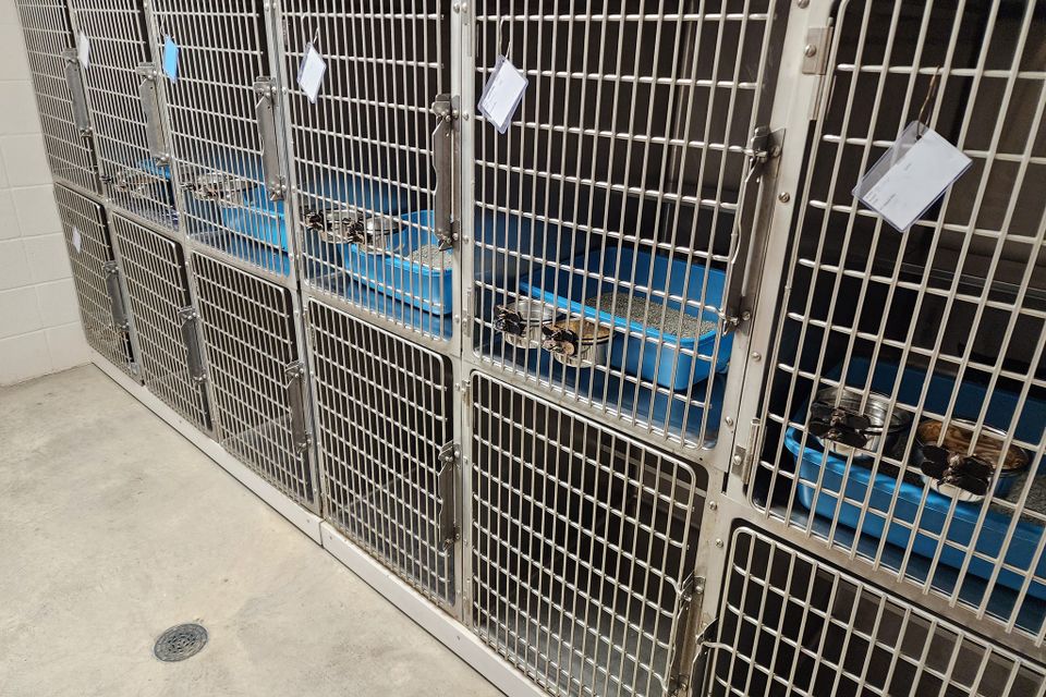 Kennel