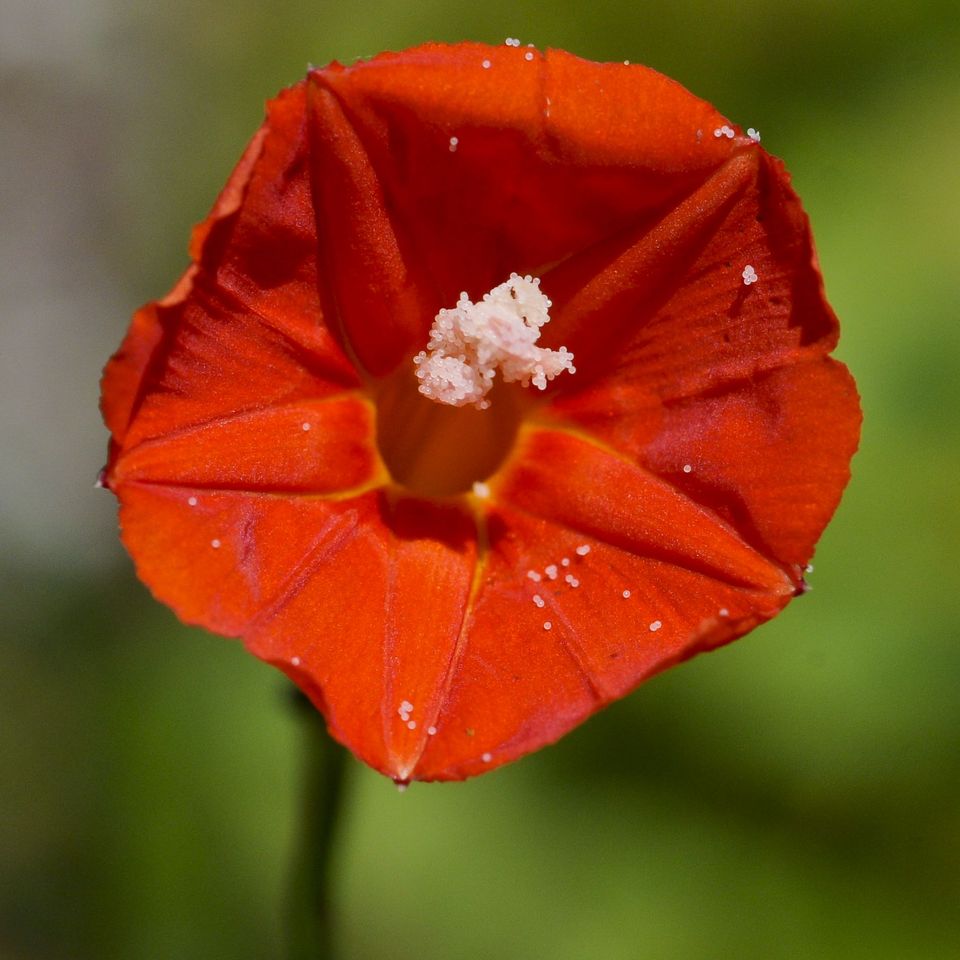Rc flo red flower 3 1