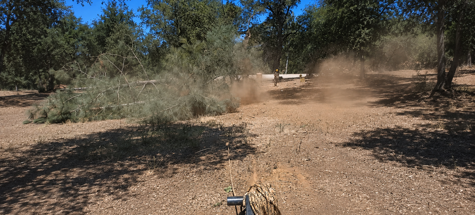 Digger pine safely on the ground after tree removal in Meadow Vista, California