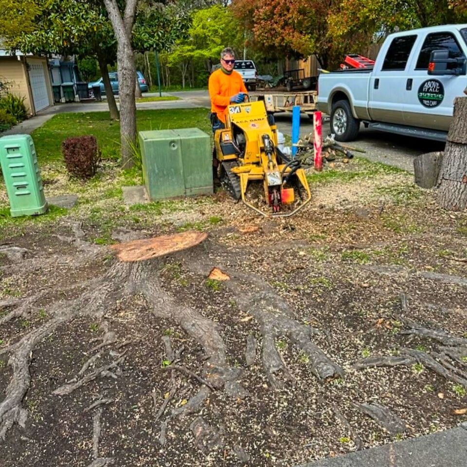 Professional deep-root fertilization equipment being used to deliver nutrients directly to the tree's root system in Northern California.