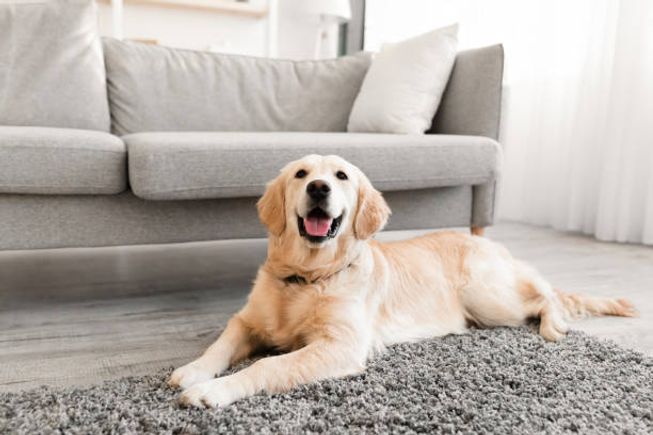 Istockphoto 1313809126 612x612
