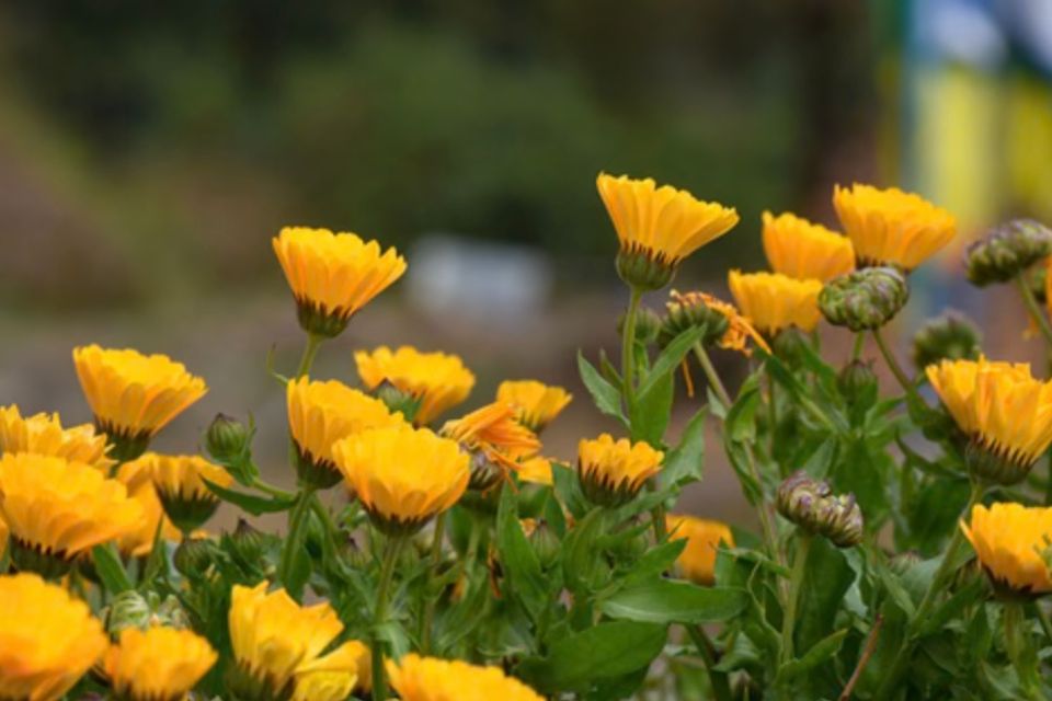 Calendula