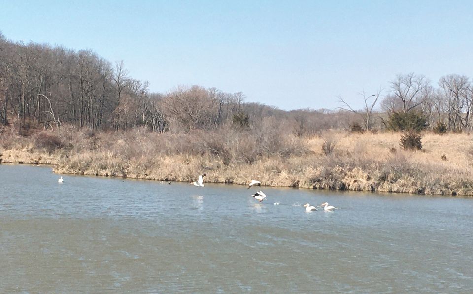 Pelicans1