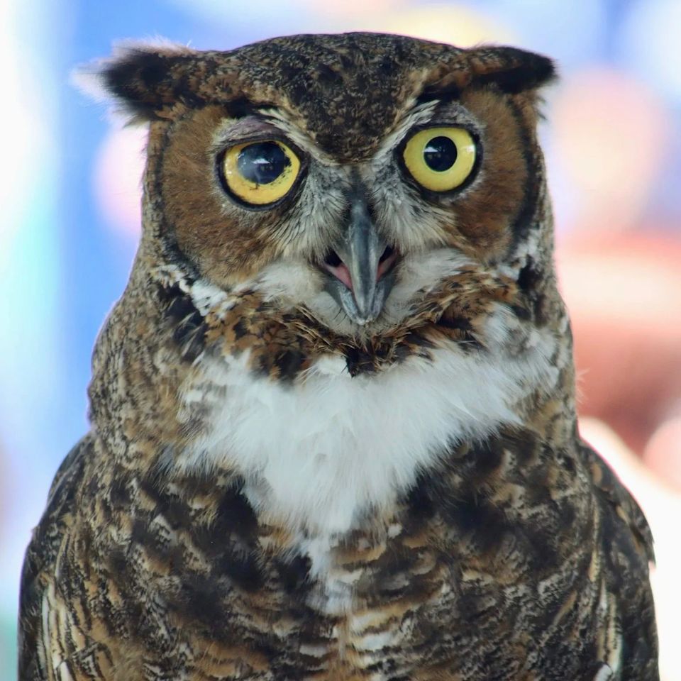 Owl Wild Kritters of Niagara County NY