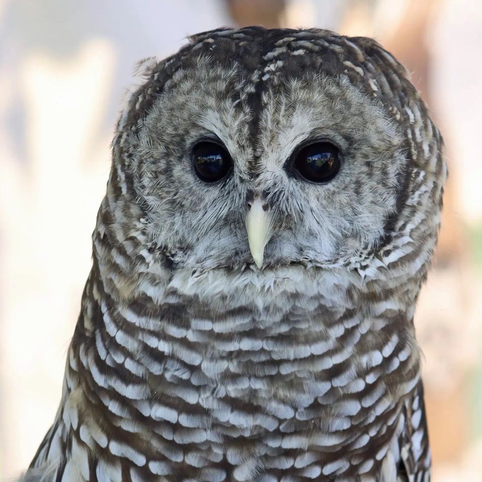 Owl Wild Kritters of Niagara County NY