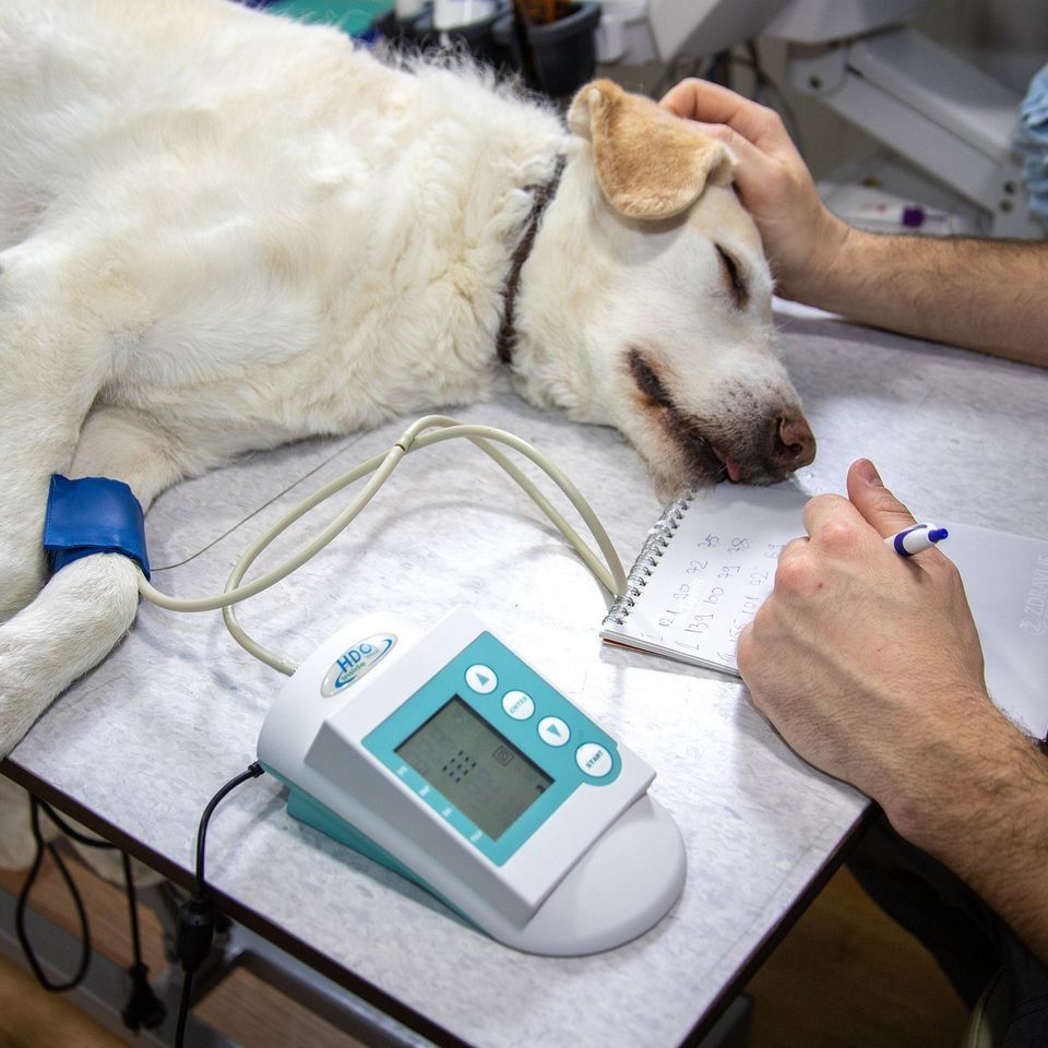 Veterinary g7f60d1187 1920