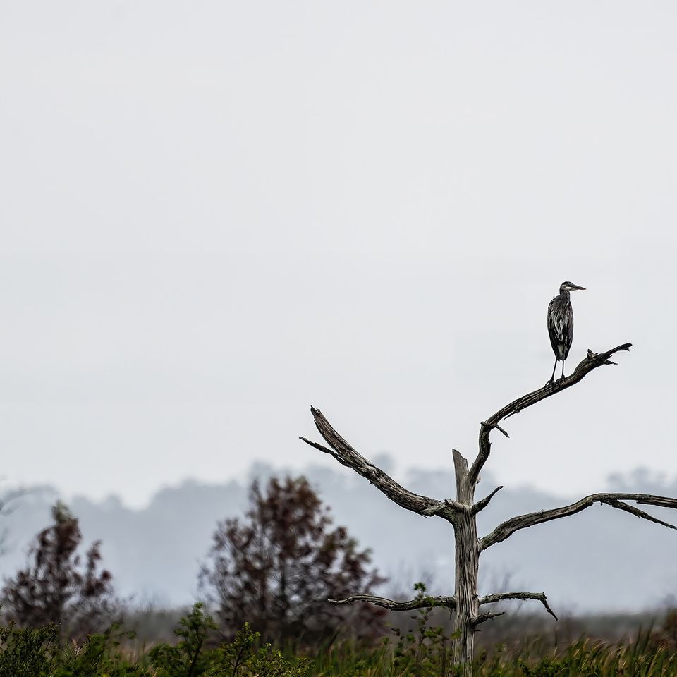 Bird on barren branch    website